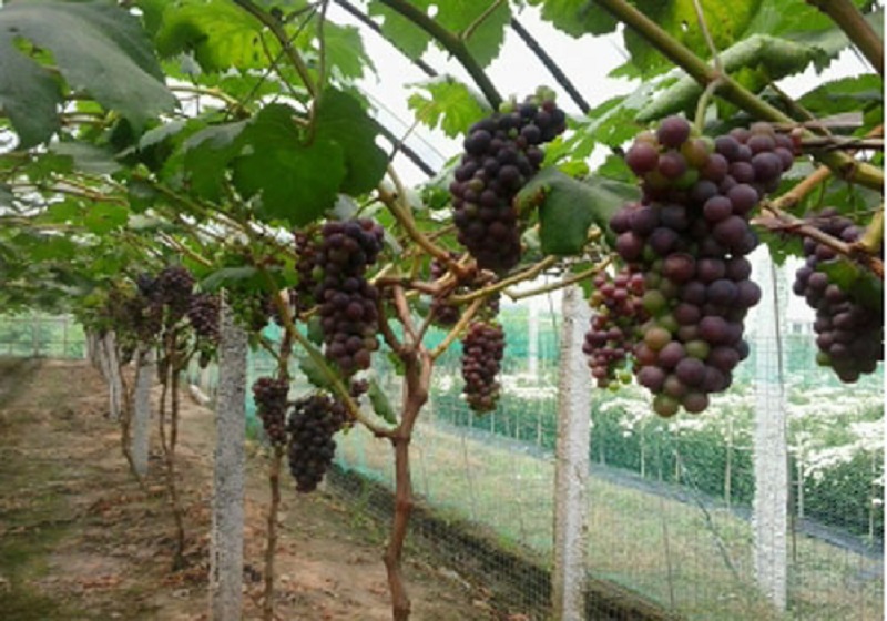 【自然农法】葡萄在这个季节栽更好活