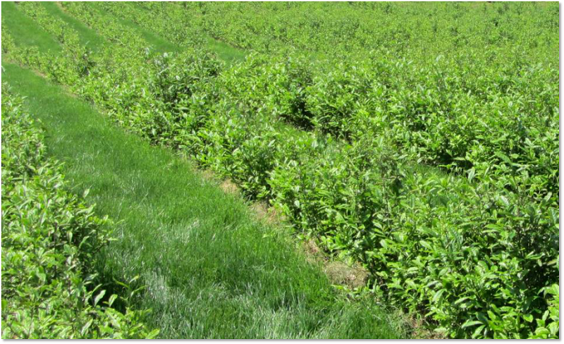 自然农法实践：维持土壤健康与生态保护