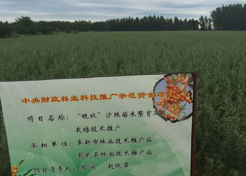 成就万亩沙棘苗木繁育基地背后的秘密